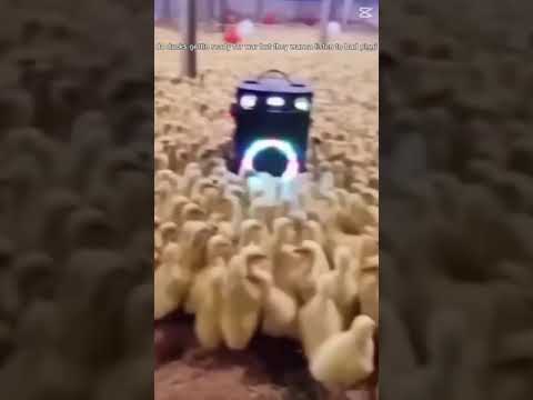 da ducks