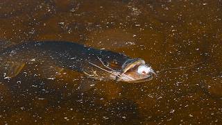 Pike Paradise - FILM (Unbelievable Topwater Footage)