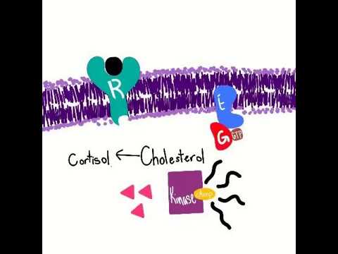 Signal Transduction Pathway - Indian Accent Edition