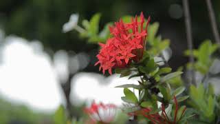 #soulbeats Relaxing_Music_for_Stress_Relief | Relaxing_Music | Ambient_Music | Calm_your_Brain