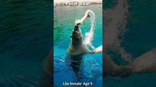 ゴン！ガゴン！元祖牛骨投げするホッキョクグマ#shorts  #polarbear