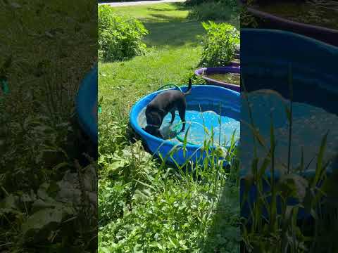 Melody getting her pool filled. #happydog #dog