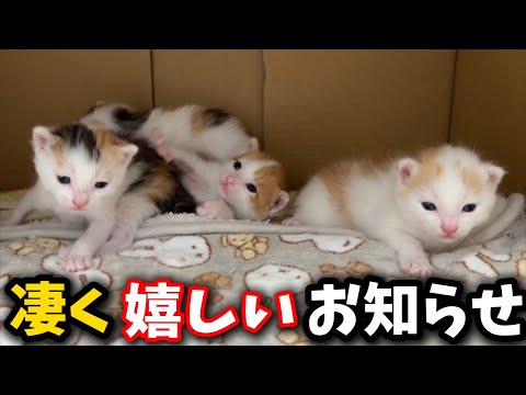 We have some great news for a three-generation cat family living together.