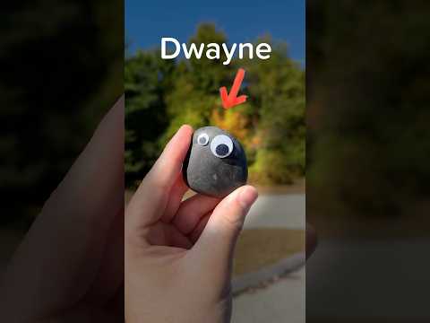 Giving a Pet Rock the Best Day of its Life