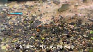 如何制作生态缸 如何养鱼#鱼缸里的大自然 #开缸 #鱼缸造景