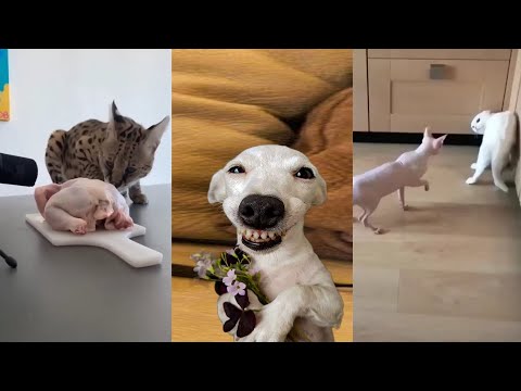 FUNNY MOMENTS OF CUTE CATS😽🤣🤣|FUNNY ANIMAL MOMENTS #cat #funny #comedy #funnycat #cats part10