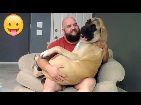 "Animals with 🐕 Attitude: Hilarious Moments You Can't Miss! ;p 2024 "Part54 | Can't Stop Laughings