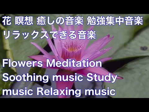 花 瞑想 癒しの音楽 勉強集中音楽 リラックスできる音楽Flowers Meditation Soothing music Study music Relaxing music