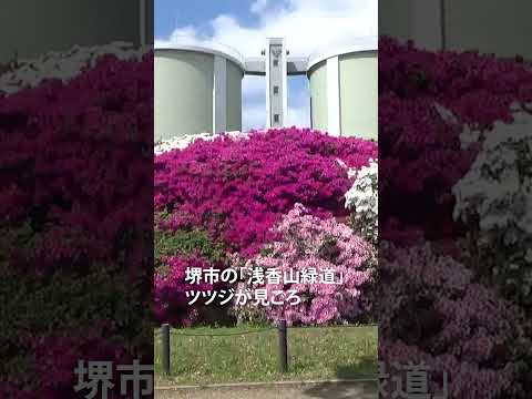 青空のもと色鮮やかなツツジ　大阪・堺 #shorts #花 #大阪府