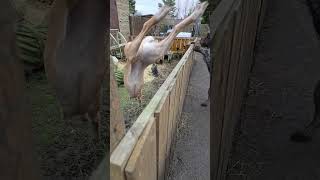 Lurcher Jumping #80smusic #goat #rockndogs #musicgenre #puppy #dogsrock #musicsong #animals #rockdog
