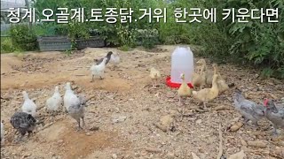 청계.오골계.토종닭.거위한곳에키우면/If you raise chickens and geese in one place,/시골닭키우는방법/농사유튜버