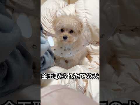 キンタマ取られたての犬 #チワプー　#puppy