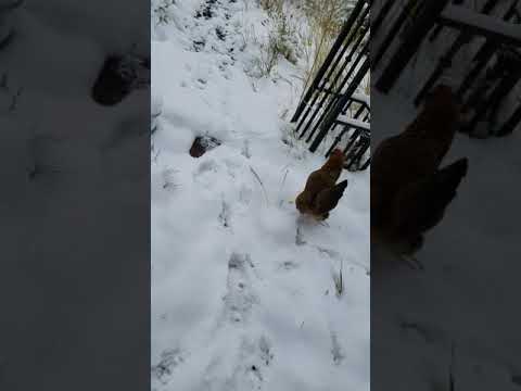 Chickens in snow and 30°F.