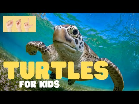 ASL Turtles for Kids