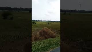 #trending #nature #shortvideo #viral #ytshorts #notun_tik_tok #tik_tok_bangla #shortsfeed