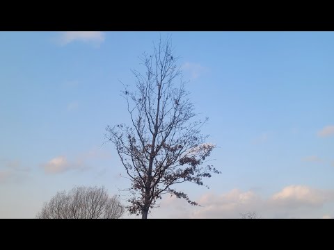 바람개비