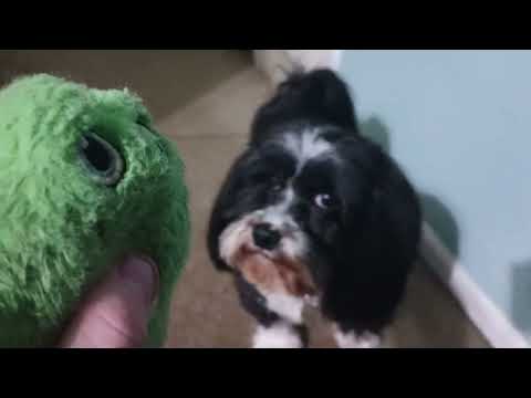 squeak toy, pupper try to take, I throw, pupper bring back