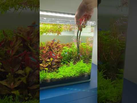 So much to trim! #aquarium #aquascape #aquascaping #plantedaquarium #plantedtank #fishtank #fish