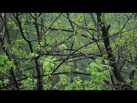 💧 Rain Ambient Sounds with Raindrops Falling on Leaves & Trees for a Relaxing Ambiance for Sleeping.