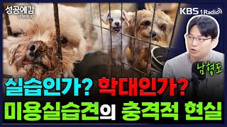 [성공예감] [체헐리즘] 실습인가? 학대인가? 미용실습견의 충격적 현실 - 남형도 기자(머니투데이) | KBS 250523 방송