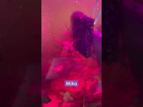 Mika getting blackworms from sponge. #axolotl