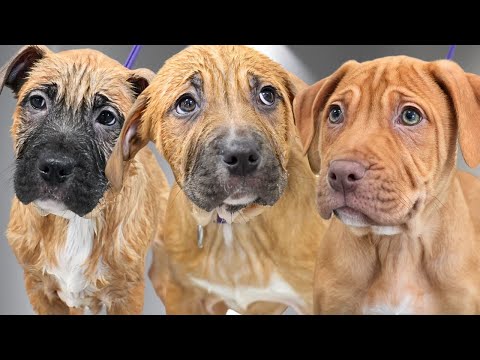 Adorable CHONKY Wrinkly Rescue Bully Puppies 😍