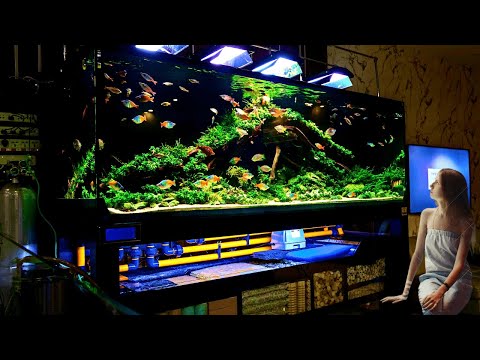 Largest Rainbow Fish Aquarium | Best Rainbowfish Tank at Home