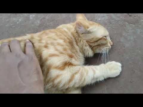 cute fluffy Orange cat chilling