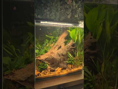 What do you think is the most overlooked fish? #aquarium #aquascape  #goldfish #fishtank #fishkeeper