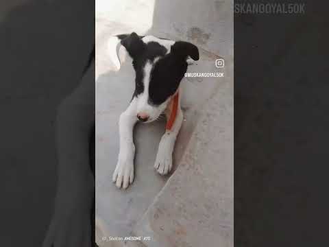 Dog aditing videos #muskangoyal50k  #muskangoyal #doglover #minivlog  #musti #muskan