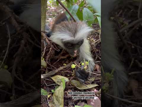 Endangered red colobus monkeys in Zanzibar, Tanzania