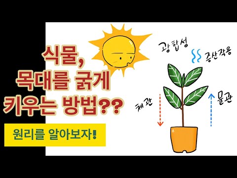식물 목대를 굵게 키우는 방법 / 원리