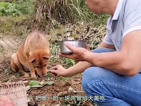 #萌宠 #萌宠出道计划 #萌宠成精了