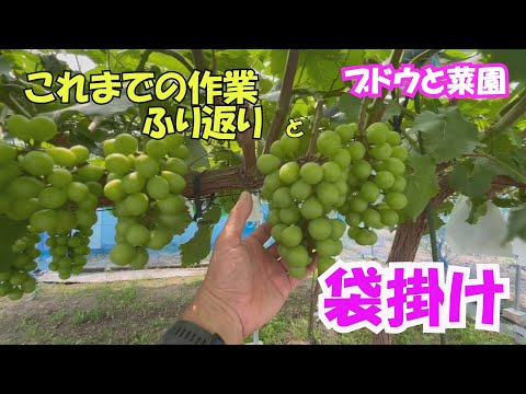 作業のふり返りと袋掛け