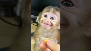 Baby Monkey Eats Corn and Gives the Sweetest Thank-You Smile Ever! 🌽😊