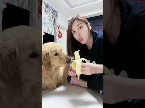 【毛孩子的日常】狗子：給我吃一口，就一口！ #萌宠出道计划 #金毛犬 #萌宠#可爱 #可爱到爆炸 #狗子 #shorts