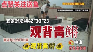 为了换点鱼粮钱，青鳉鱼首次公开线上售卖，感谢支持！