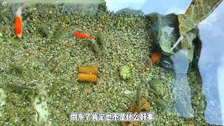 可以看 但不要学！#鱼缸里的大自然 #养鱼日记 #水族