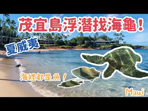 第一次玩夏威夷！茂宜島浮潛與海龜共游｜秘境熱帶雨林｜超美沙灘Kapalua Bay|Lahaina小鎮超大榕樹！Maui Hawaii