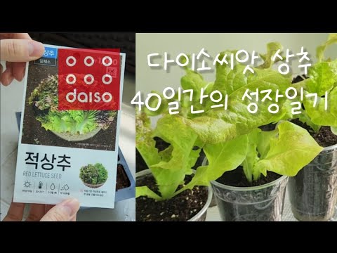 베란다에서 다이소 씨앗으로 키운 상추 40일 성장일기ㅣ베란다텃밭ㅣ상추키우기