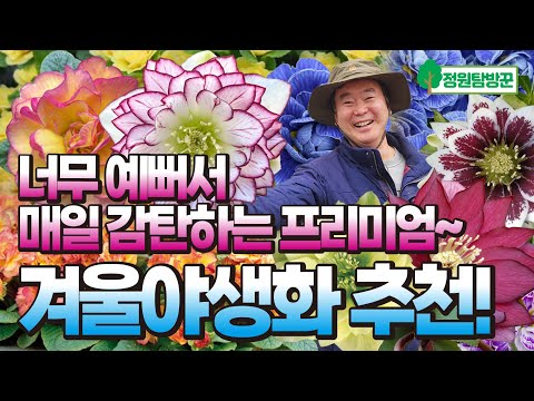 화려함에 반해버리는 겨울 야생화 끝판왕! 발레리나앵초, 크리스마스로즈 키우기 총정리