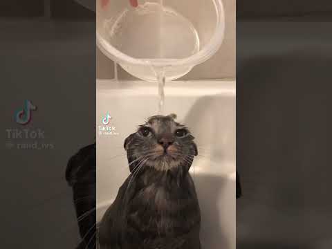 Congrats. You found the original #cat #idk #idontknowwhattoputhere #originalmeme #original