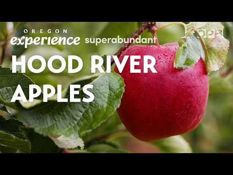 Apple ‘paradise’ in the Hood River Valley | Oregon Experience | Superabundant