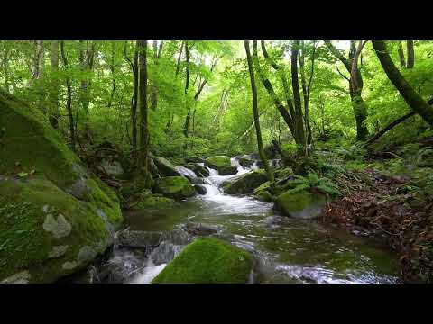 Forest Stream and Birds Singing for a Good Night's Sleep