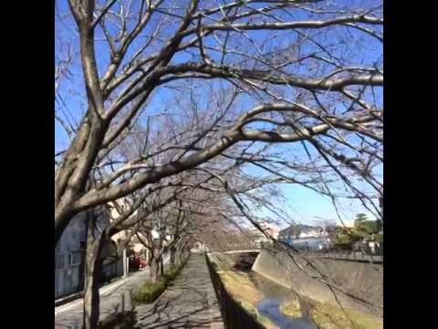 Bloom Cherry blossoms in 6 seconds.