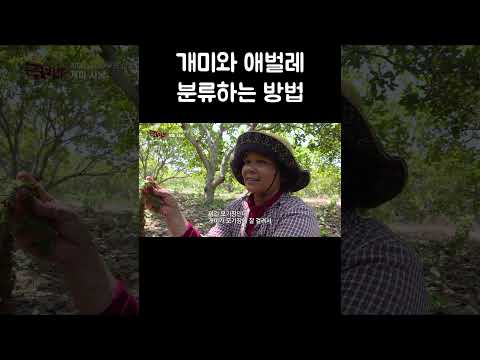 천으로 개미와 애벌레 분류하는 방법 #shorts