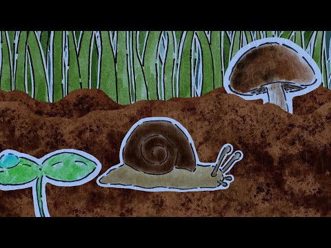 snail !! echoes of a little natural journey