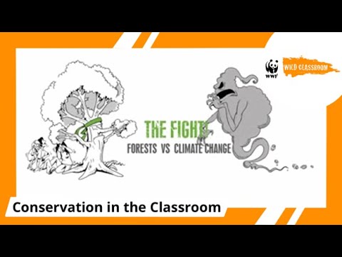The Connection Between Forests and Climate Change