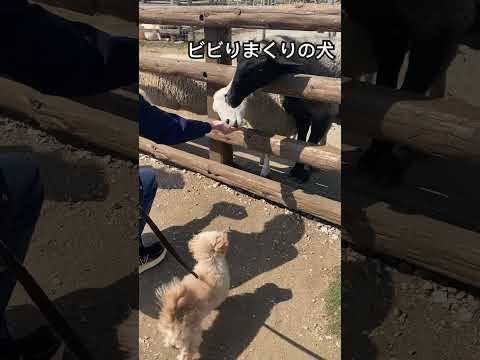 マザー牧場　初めて犬以外の動物に会う