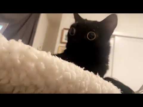 Random video (It's not my cat)